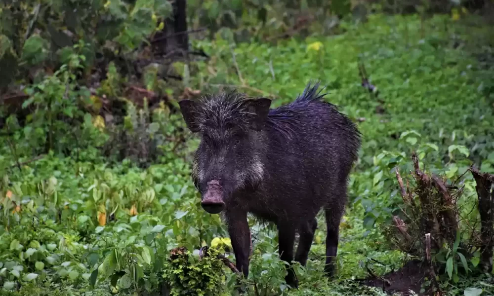 Babi Hutan Serang Warga hingga Luka luka di Padang Pariaman.png
