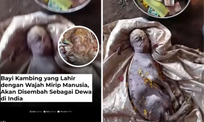 Heboh! Bayi Kambing Berwajah Manusia Lahir di India