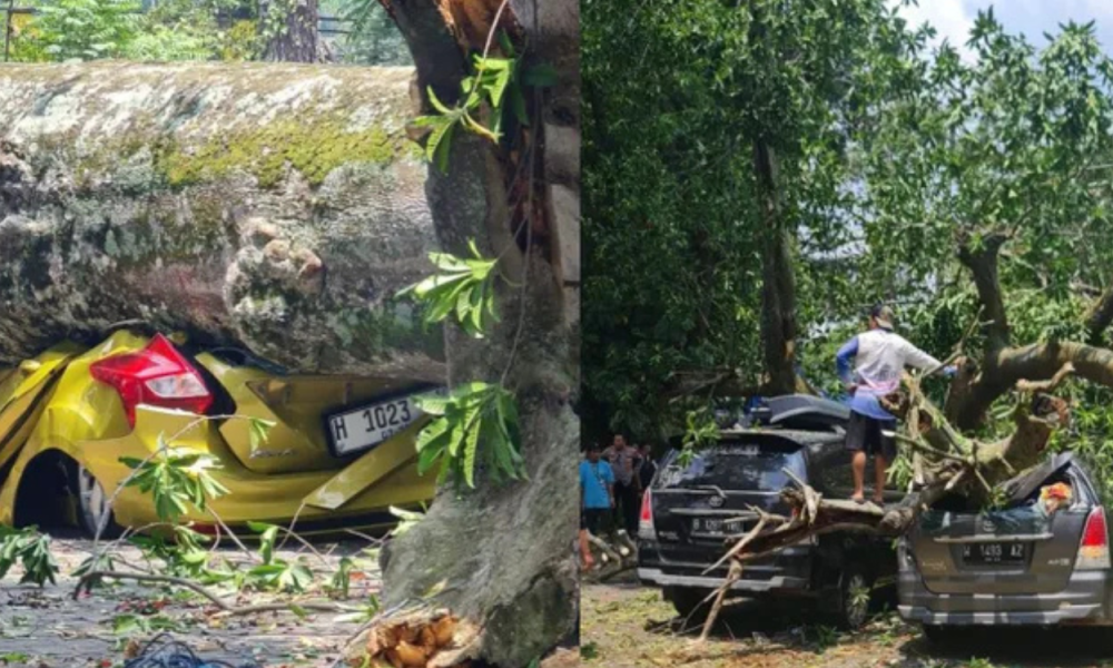 Pohon Tumbang di Area Parkir Farmhouse Lembang Timpa 9 Mobil dan 4 Lainnya Rusak Berat