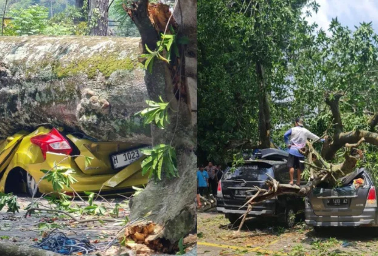 Pohon Tumbang di Area Parkir Farmhouse Lembang Timpa 9 Mobil dan 4 Lainnya Rusak Berat