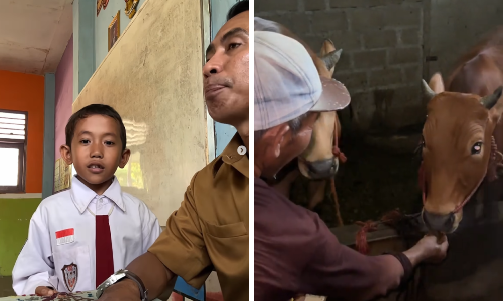 Desril Bocah yang Buktikan Ada Sapi Makan Martabak di Lumajang Dapat Uang Rp1 Juta