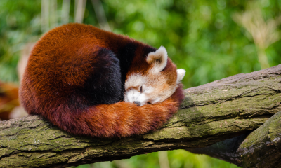 Kembang Api Tewaskan Bayi Panda Merah di Kebun Binatang Edinburgh