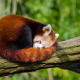 Kembang Api Tewaskan Bayi Panda Merah di Kebun Binatang Edinburgh