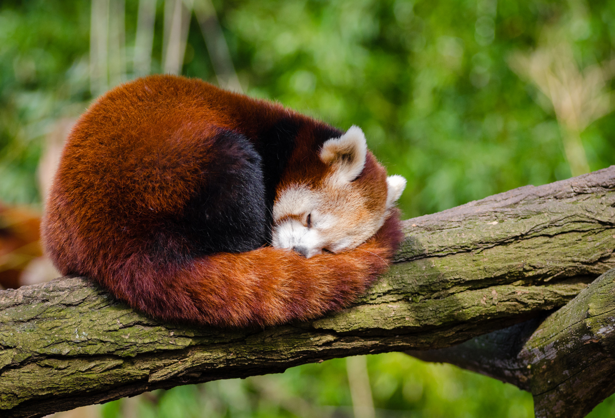 Kembang Api Tewaskan Bayi Panda Merah di Kebun Binatang Edinburgh