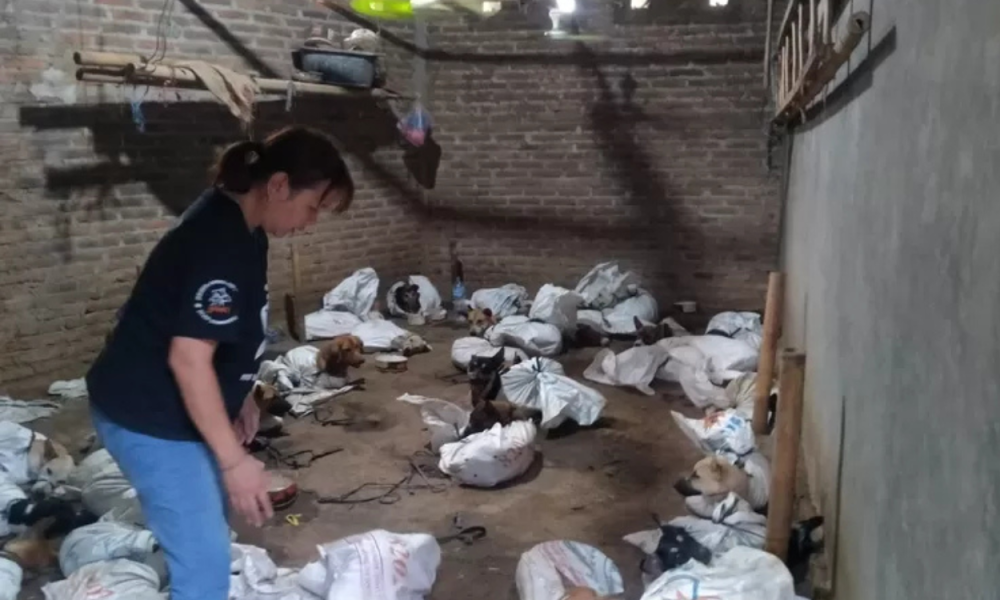 Polisi Gerebek Gudang Anjing di Banyuwangi, Temukan 64 Ekor untuk Dijual Ilegal