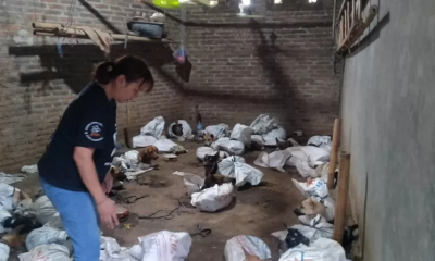 Polisi Gerebek Gudang Anjing di Banyuwangi, Temukan 64 Ekor untuk Dijual Ilegal