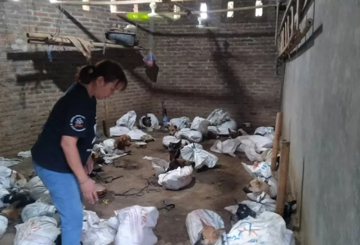 Polisi Gerebek Gudang Anjing di Banyuwangi, Temukan 64 Ekor untuk Dijual Ilegal