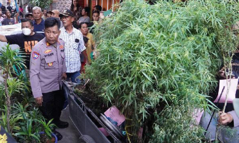 Polisi Temukan 40 Tanaman dan Ratusan Gram Ganja Kering di Rumah Warga Cengkareng