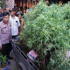 Polisi Temukan 40 Tanaman dan Ratusan Gram Ganja Kering di Rumah Warga Cengkareng