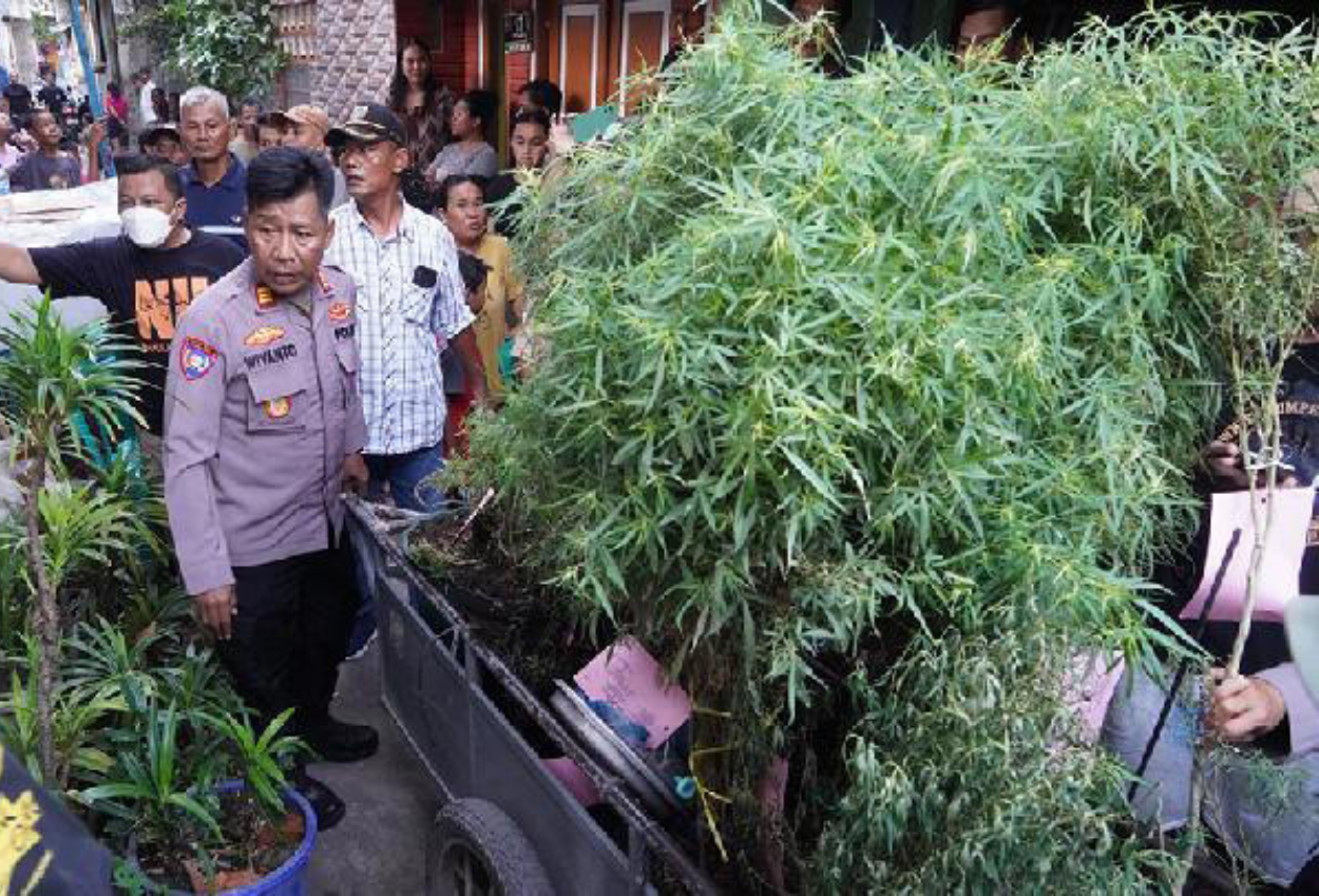 Polisi Temukan 40 Tanaman dan Ratusan Gram Ganja Kering di Rumah Warga Cengkareng