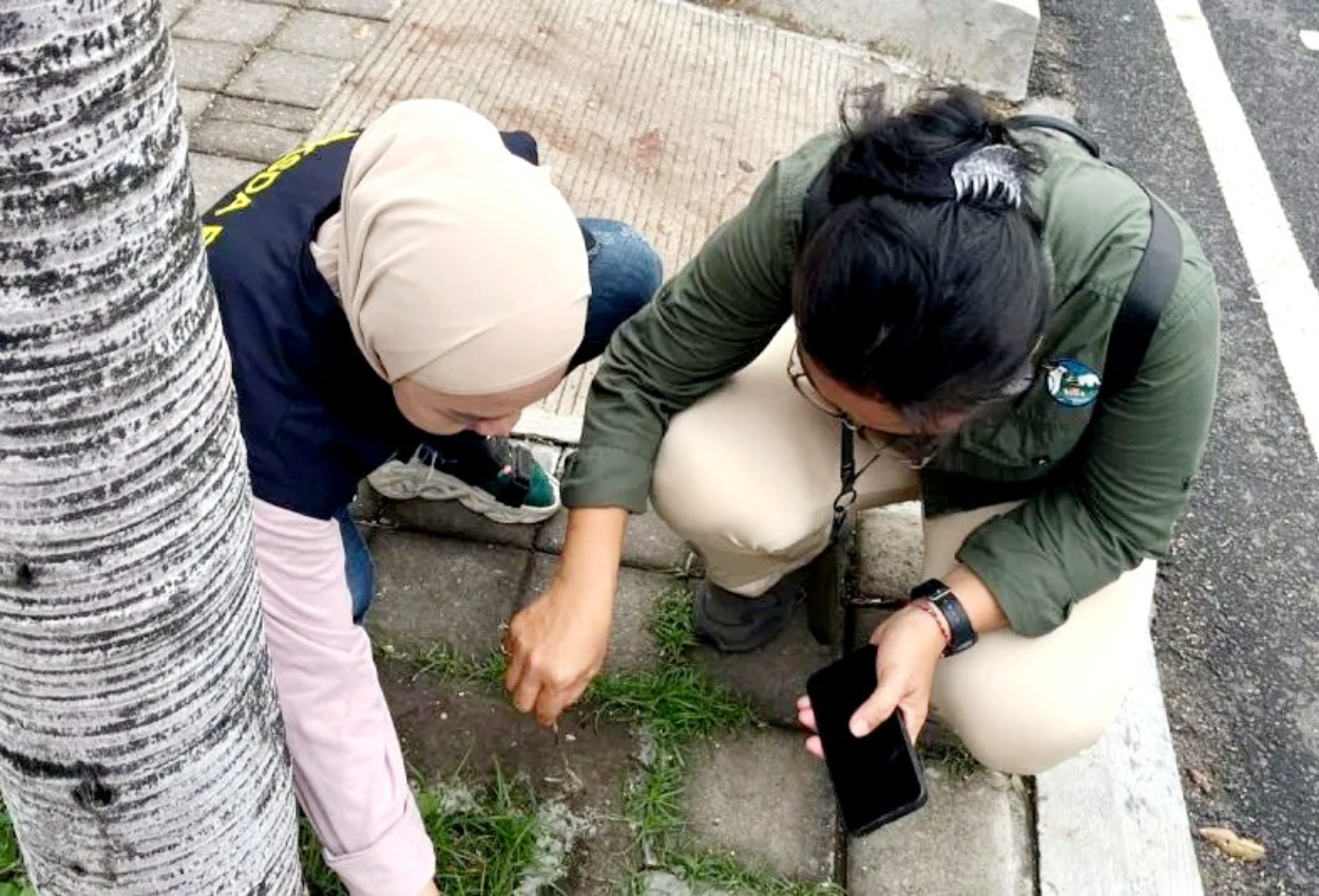Ratusan Burung Pipit Mati Massal di Bali Karena Tersambar Petir