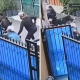 Viral! Maling Motor yang Tembak Polisi Ditembak Mati di Merak