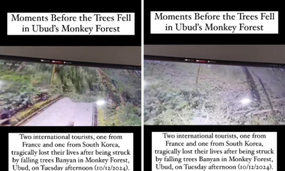 Akibat Angin Kencang dan Hujan Lebat, Dua Turis Asing Tewas Tertimpa Pohon di Monkey Forest Ubud Bali