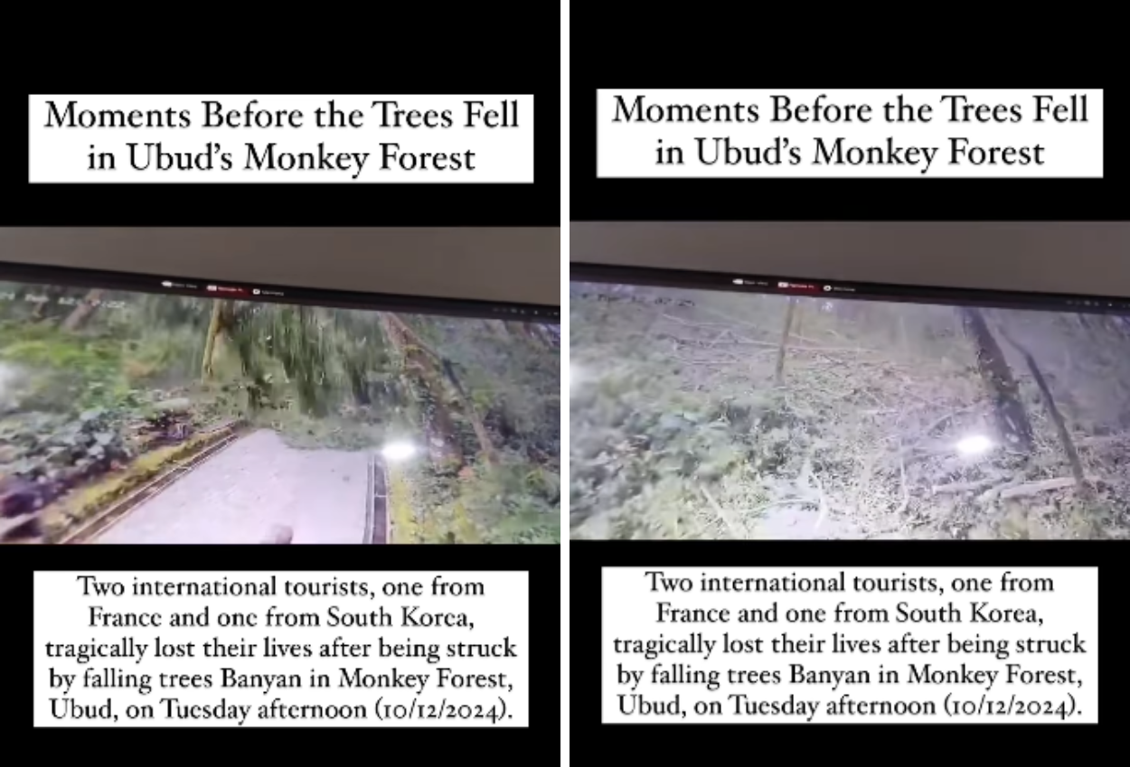 Akibat Angin Kencang dan Hujan Lebat, Dua Turis Asing Tewas Tertimpa Pohon di Monkey Forest Ubud Bali