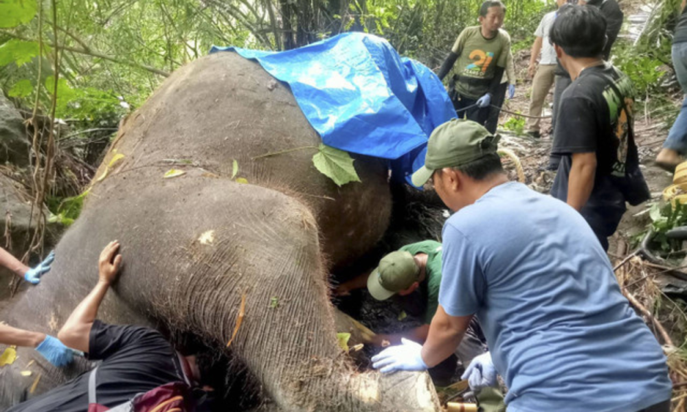 Gajah Bali Zoo Bernama Molly Mati Terseret Arus di Sungai Gianyar