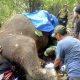 Gajah Bali Zoo Bernama Molly Mati Terseret Arus di Sungai Gianyar