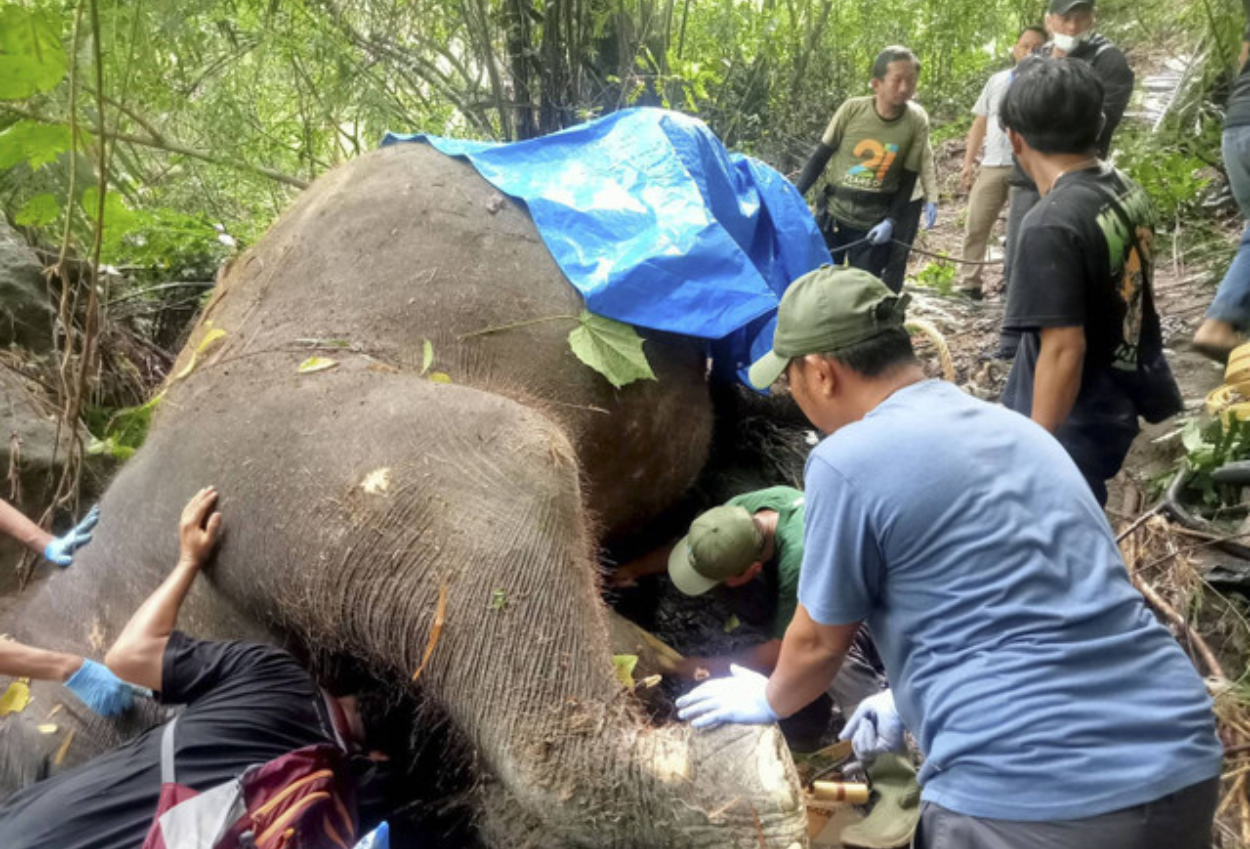 Gajah Bali Zoo Bernama Molly Mati Terseret Arus di Sungai Gianyar