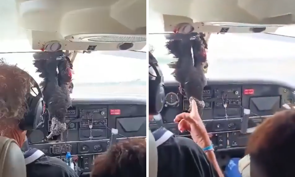 Insiden Penerbangan, Burung Nasar Tabrak Pesawat di Brazil dan Tertancap di Kaca Depan Kokpit