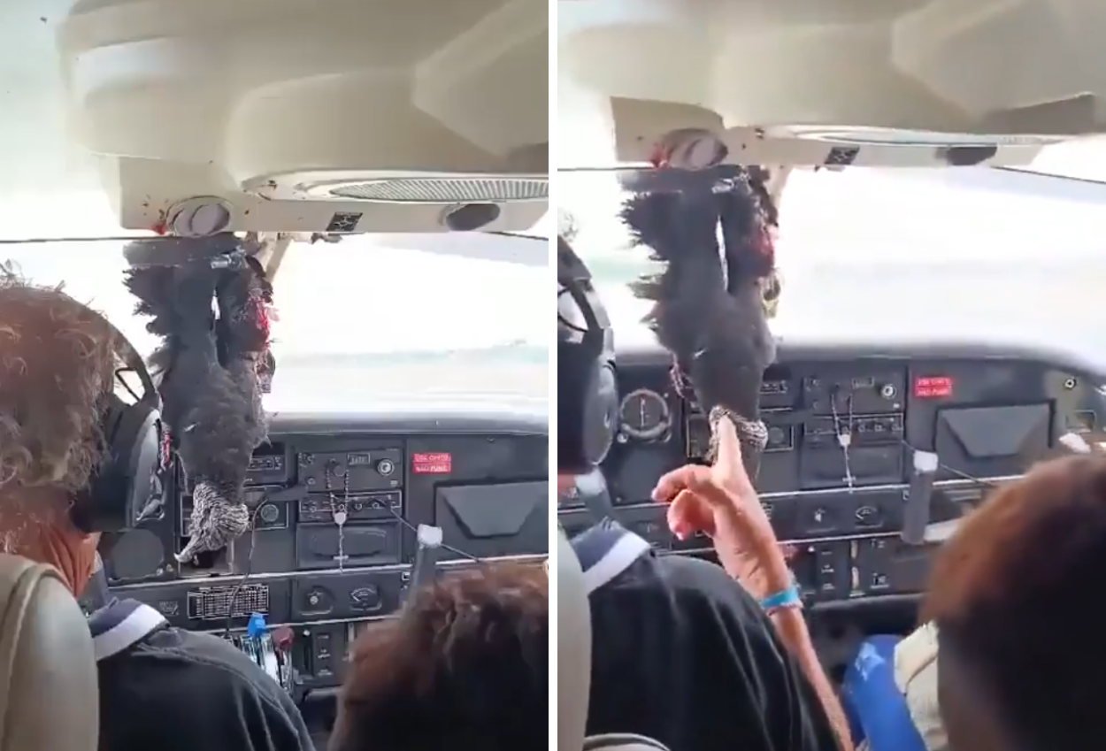 Insiden Penerbangan, Burung Nasar Tabrak Pesawat di Brazil dan Tertancap di Kaca Depan Kokpit