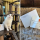 Kedubes Tiongkok Hadiahi Rumah Kucing untuk Bobby Kertanegara