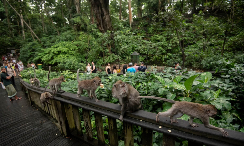 Monkey Forest Ubud Bali Tutup Sementara Imbas Insiden Turis Asing Tewas Tertimpa Pohon