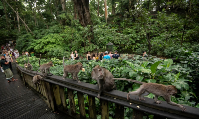 Monkey Forest Ubud Bali Tutup Sementara Imbas Insiden Turis Asing Tewas Tertimpa Pohon