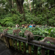 Monkey Forest Ubud Bali Tutup Sementara Imbas Insiden Turis Asing Tewas Tertimpa Pohon