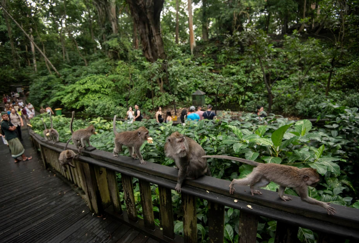 Monkey Forest Ubud Bali Tutup Sementara Imbas Insiden Turis Asing Tewas Tertimpa Pohon