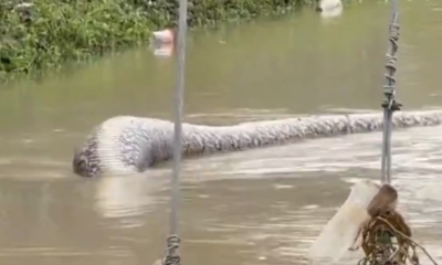 Viral Video Ular Piton Raksasa Muncul di Tengah Banjir Thailand, Diduga Sudah Mangsa Anjing
