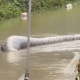 Viral Video Ular Piton Raksasa Muncul di Tengah Banjir Thailand, Diduga Sudah Mangsa Anjing