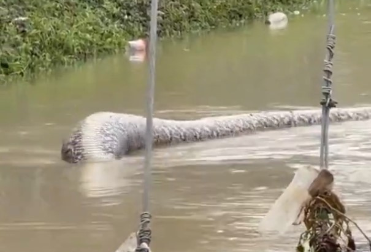 Viral Video Ular Piton Raksasa Muncul di Tengah Banjir Thailand, Diduga Sudah Mangsa Anjing