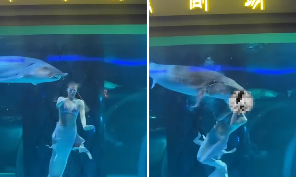 Asyik Menari, Kepala Putri Duyung jadi Sasaran Serangan Ikan Sturgeon di Akuarium China