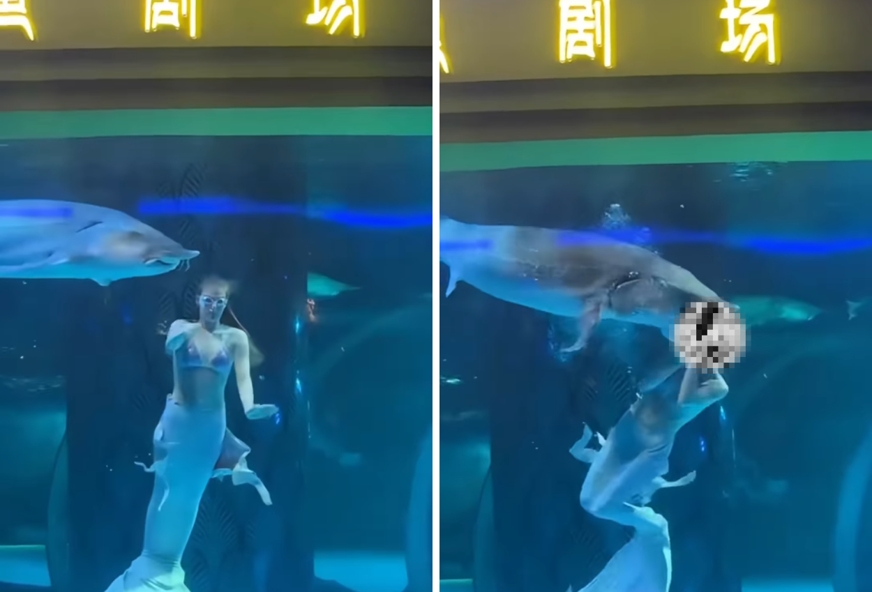 Asyik Menari, Kepala Putri Duyung jadi Sasaran Serangan Ikan Sturgeon di Akuarium China