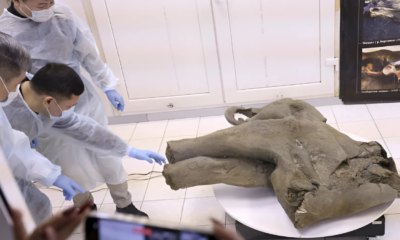 Bayi Mammoth Berusia 50 Ribu Tahun Ditemukan, Tubuhnya Terawetkan dengan Baik