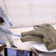 Bayi Mammoth Berusia 50 Ribu Tahun Ditemukan, Tubuhnya Terawetkan dengan Baik