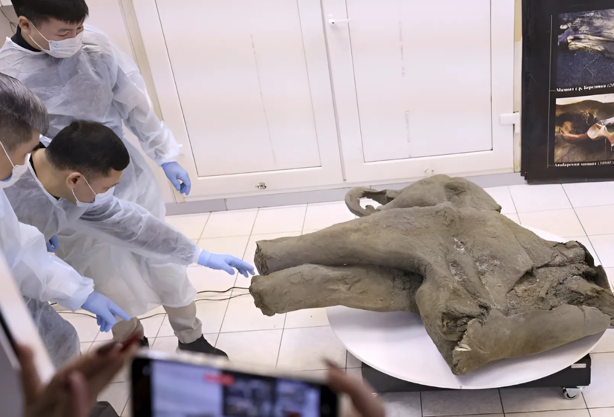 Bayi Mammoth Berusia 50 Ribu Tahun Ditemukan, Tubuhnya Terawetkan dengan Baik