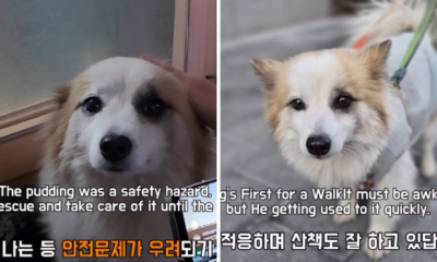 Bikin Haru, Anjing Ini Setia Menunggu Majikannya yang Tewas dalam Tragedi Jeju Air