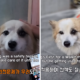 Bikin Haru, Anjing Ini Setia Menunggu Majikannya yang Tewas dalam Tragedi Jeju Air