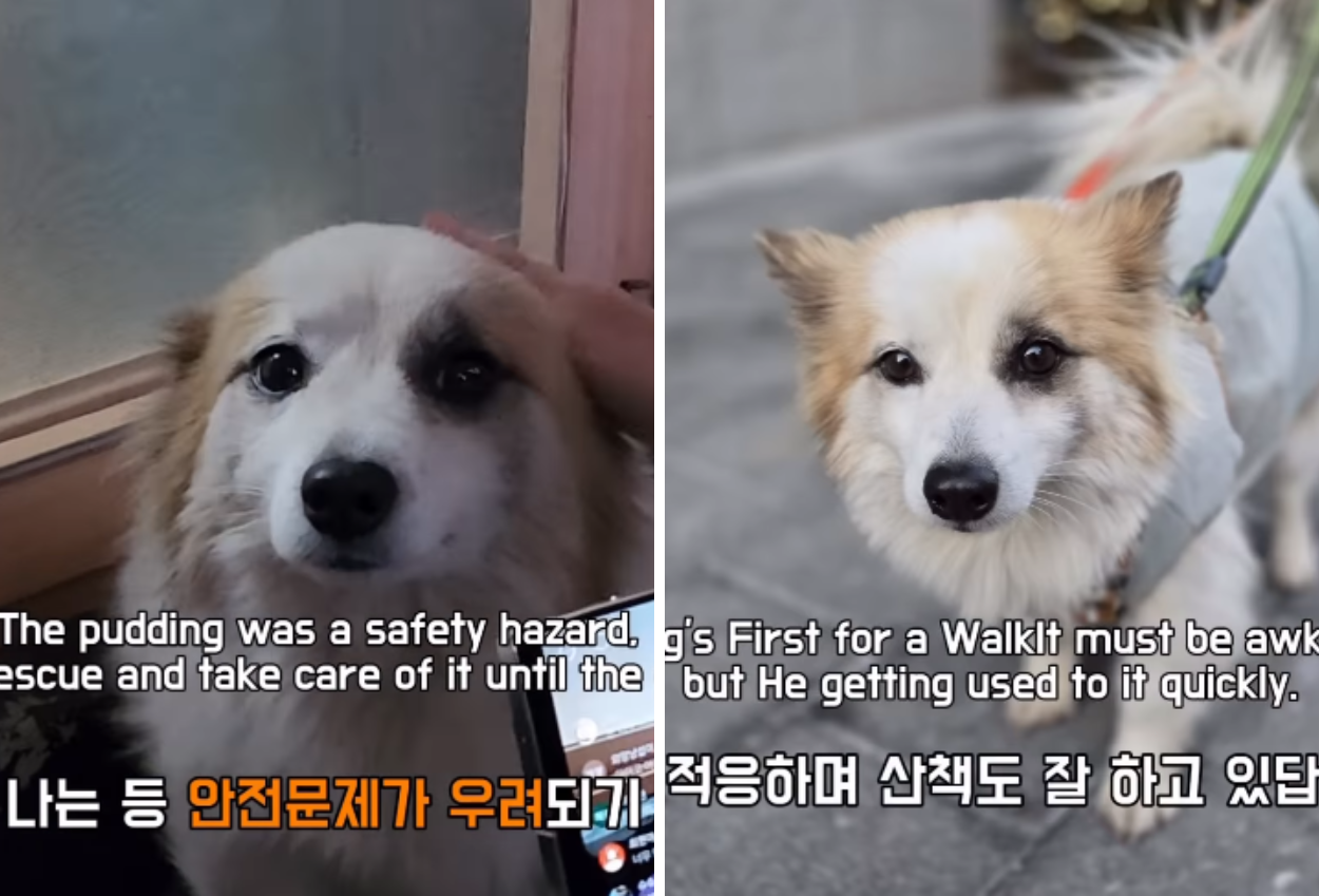 Bikin Haru, Anjing Ini Setia Menunggu Majikannya yang Tewas dalam Tragedi Jeju Air