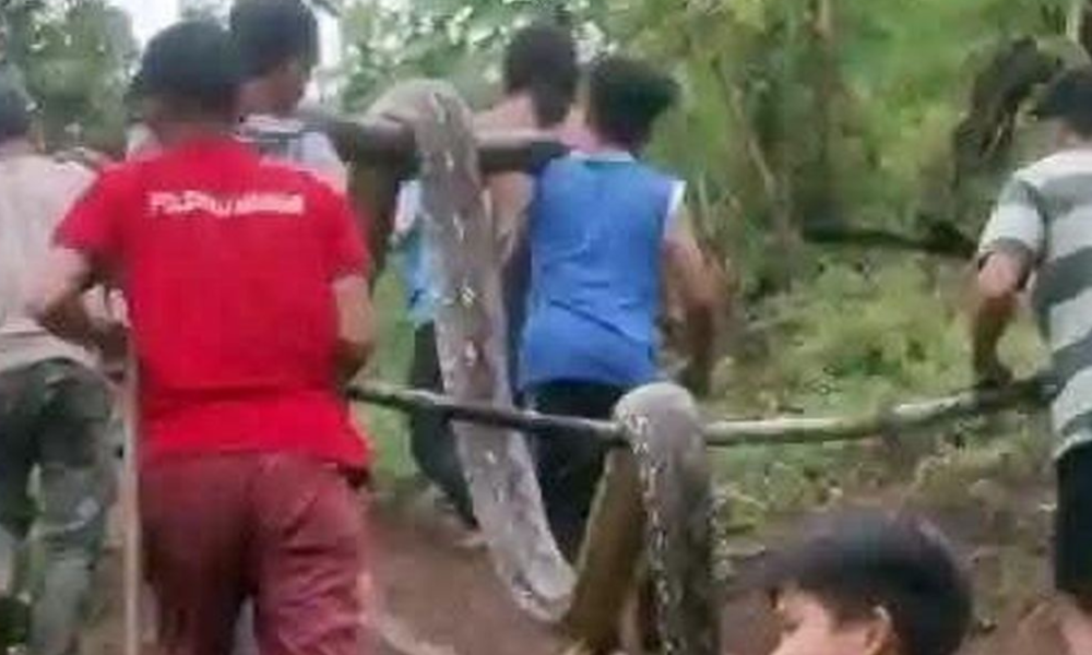 Ibu di Polman Nekat Buka Mulut Ular Piton yang Gigit dan Lilit Anaknya hingga Nyaris Tewas