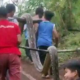 Ibu di Polman Nekat Buka Mulut Ular Piton yang Gigit dan Lilit Anaknya hingga Nyaris Tewas