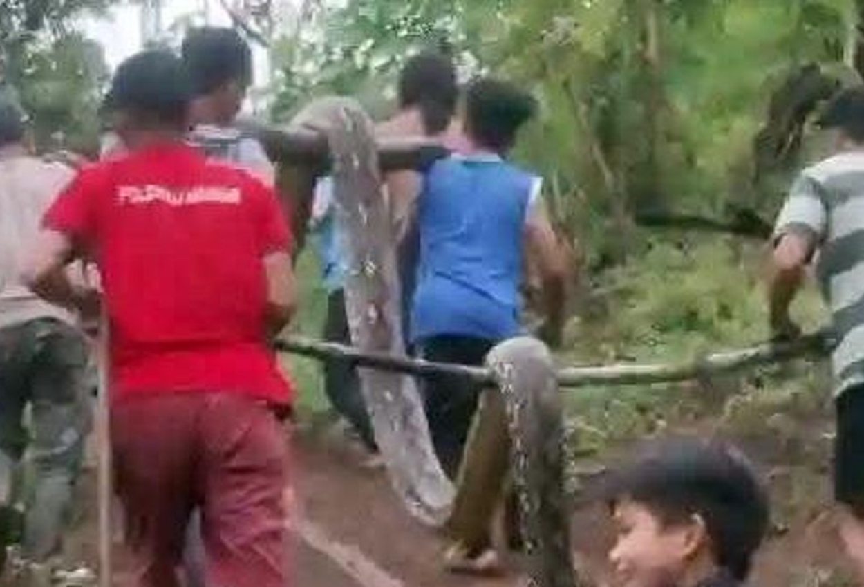 Ibu di Polman Nekat Buka Mulut Ular Piton yang Gigit dan Lilit Anaknya hingga Nyaris Tewas
