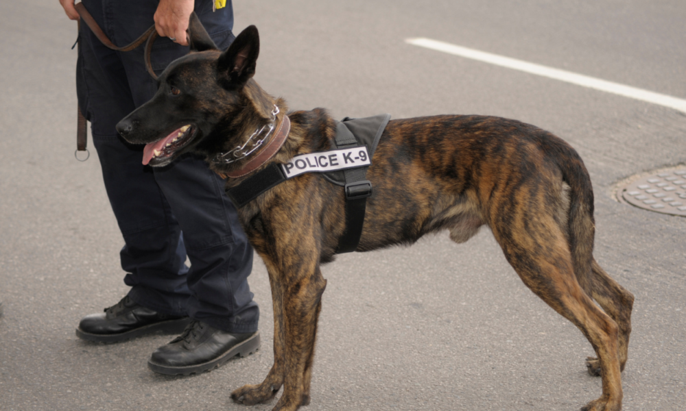 Kalahkan Karyawan UMR, Segini Gaji Anjing SCBD yang Tembus Puluhan Juta