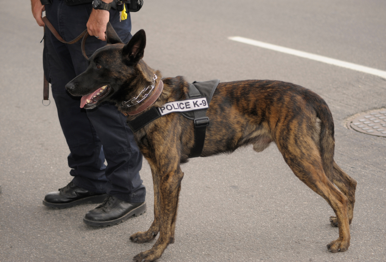 Kalahkan Karyawan UMR, Segini Gaji Anjing SCBD yang Tembus Puluhan Juta