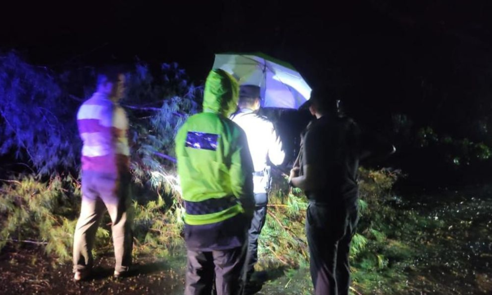 Pemotor Tewas Menabrak Pohon Cemara Tumbang di Kretek Bantul