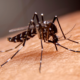 Puluhan Warga Tasikmalaya Terkena Chikungunya hingga Susah Berdiri