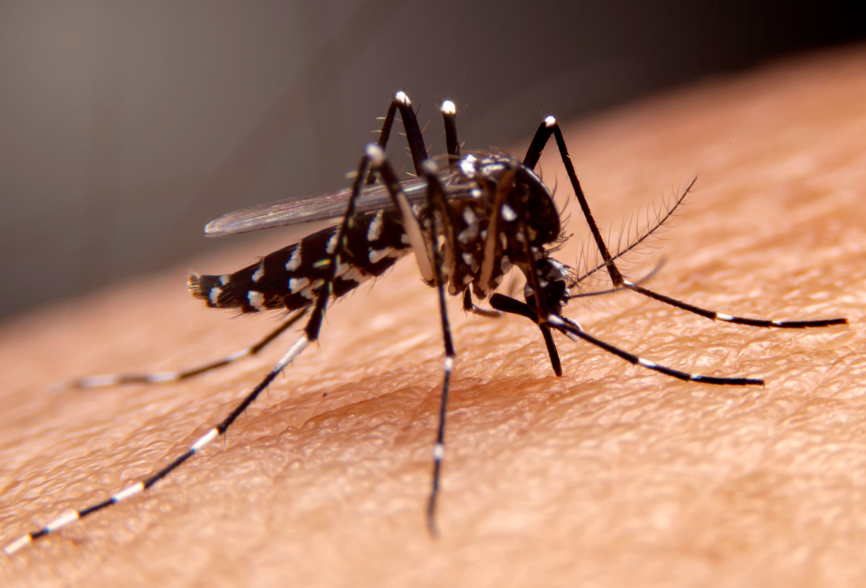 Puluhan Warga Tasikmalaya Terkena Chikungunya hingga Susah Berdiri