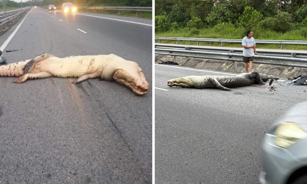 Seekor Buaya Mati Tertabrak Ketika Melewati Tol di Brunei Darussalam