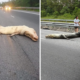 Seekor Buaya Mati Tertabrak Ketika Melewati Tol di Brunei Darussalam