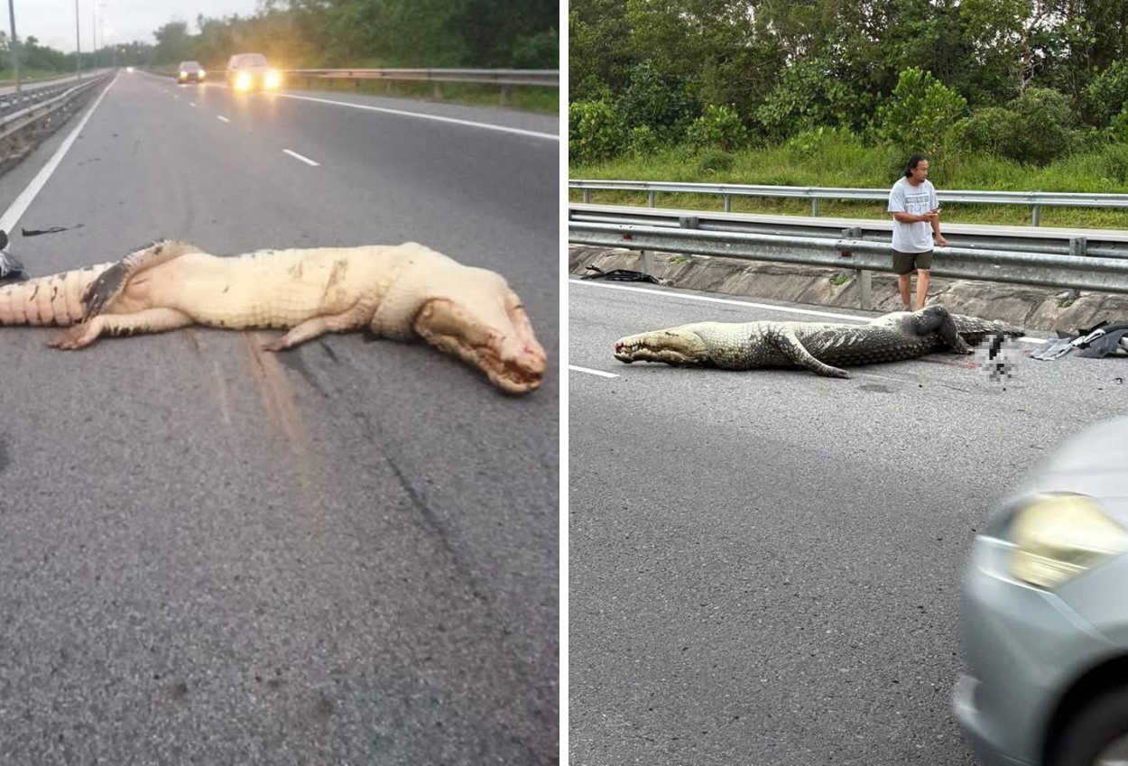 Seekor Buaya Mati Tertabrak Ketika Melewati Tol di Brunei Darussalam